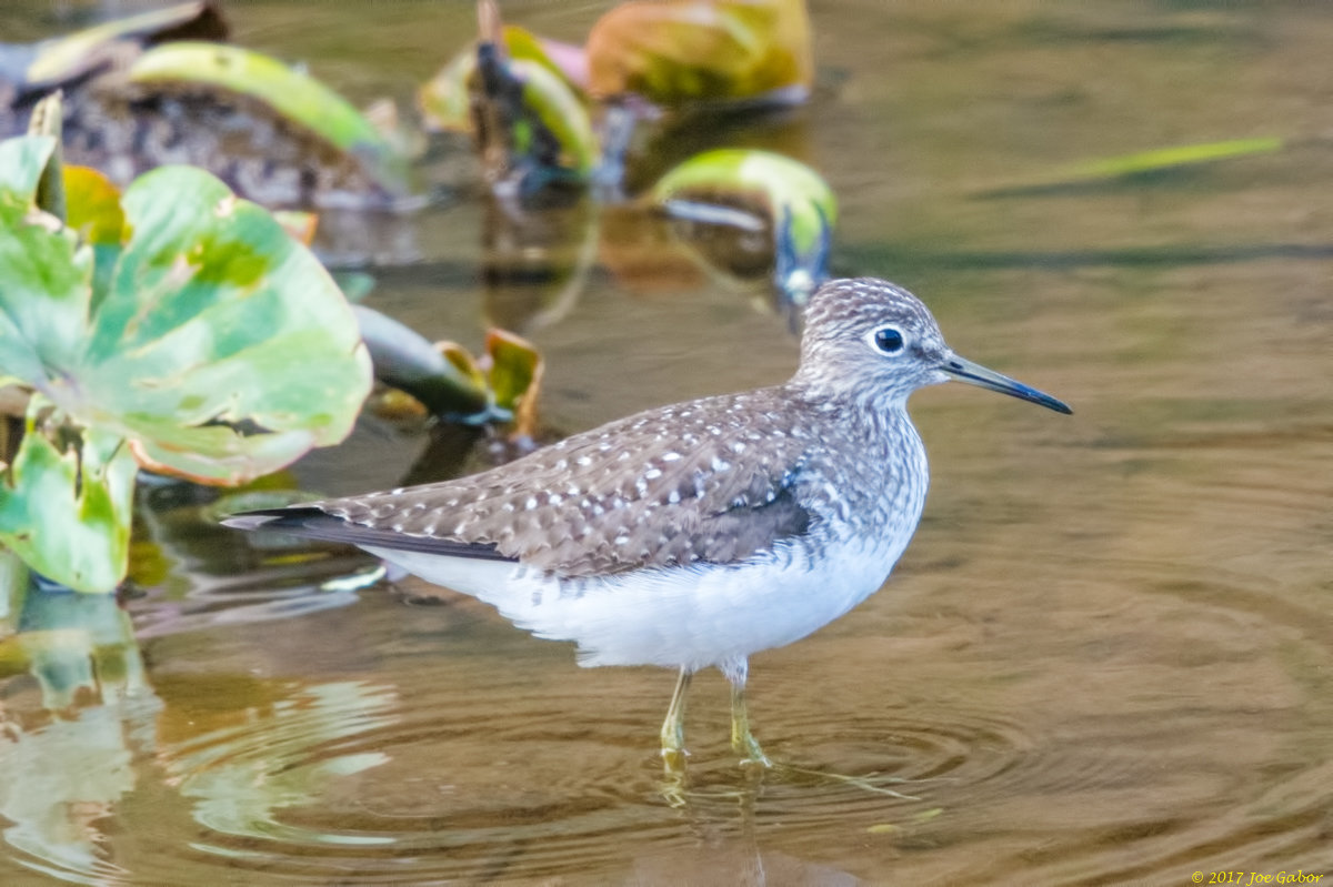 Solitary Sandpiper (Tringa solitaria)